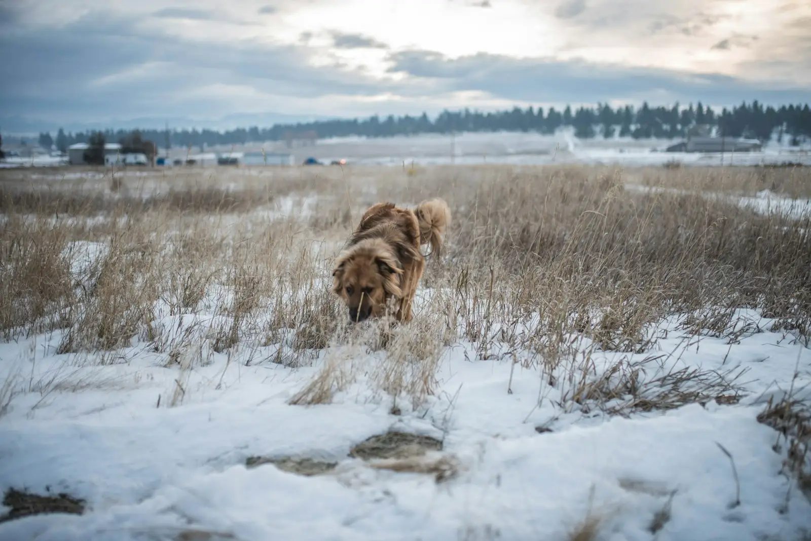 A brown dog walking through snow-covered grass below a distant treeline in Montana.