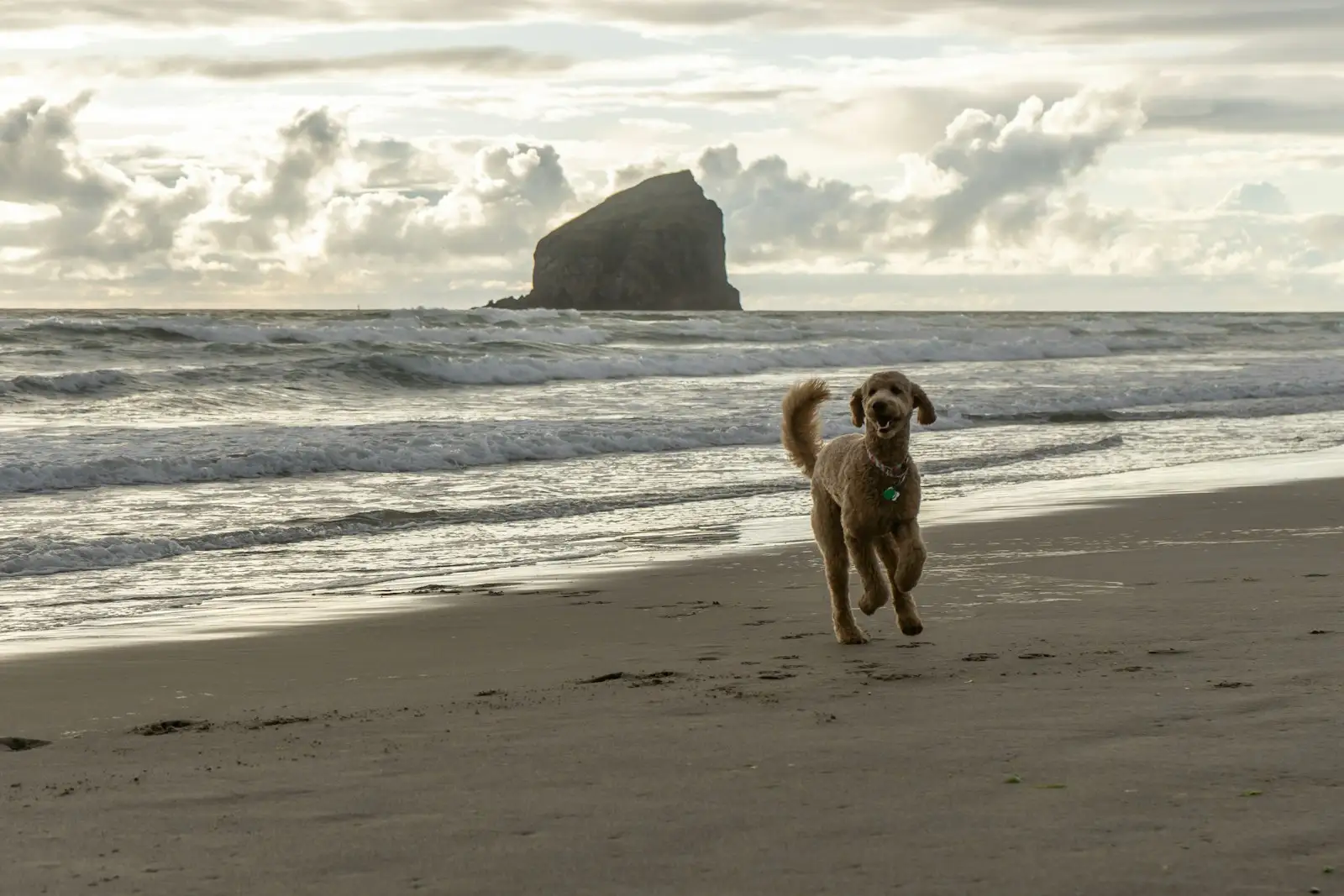 Brown short-coated dog on a beach during daytime.