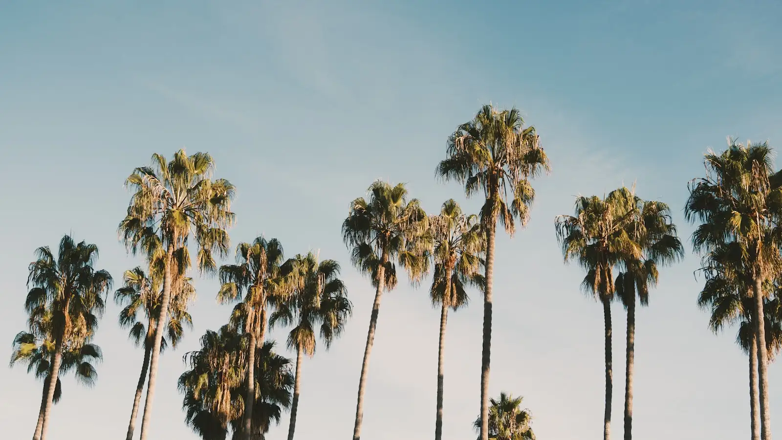 A row of palm trees against a clear blue sky in Santa Barbara, California.