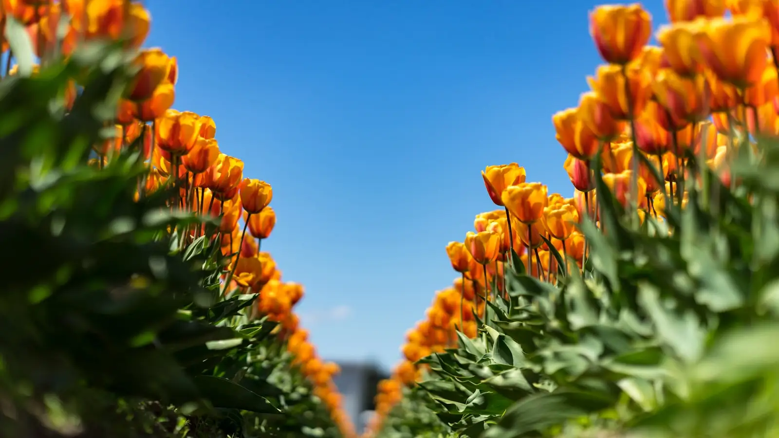 Orange tulips in bloom in the Skagit Valley near Mount Vernon, Washington.